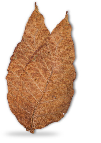 Red Chopadiya Tobacco